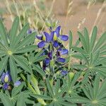 Lupinus digitatus Övriga