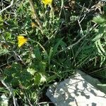 Lactuca viminea Celota