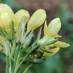 Brassica fruticulosa Květ