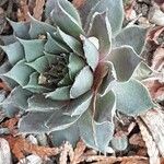 Sempervivum calcareum Leaf