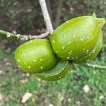 Tabernaemontana donnell-smithii Fruit