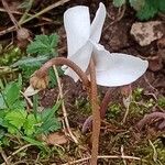 Cyclamen hederifolium Λουλούδι