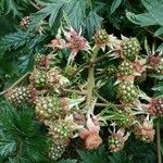 Rubus nemoralis Frukt