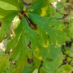 Aconitum variegatum Листок