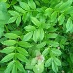 Polemonium reptans Листок