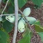 Asimina triloba Fruit