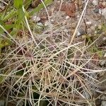 Ferocactus hamatacanthusLehti