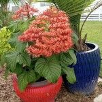 Clerodendrum paniculatum Fiore