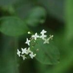 Galium kinuta Blüte