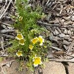 Limnanthes douglasii Flower