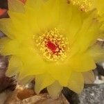 Ferocactus cylindraceus Квітка