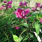 Salvia involucrata عادت داشتن