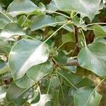 Pyrus cordata Folha