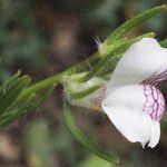 Misopates calycinum 花
