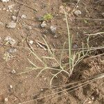 Lomatium triternatum Συνήθη χαρακτηριστικά