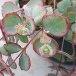 Sedum sieboldii Hoja