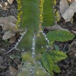 Euphorbia cooperi Hábito