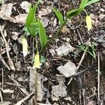 Uvularia puberula Blüte