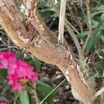 Rhododendron argyrophyllum Bark