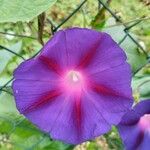 Ipomoea purpurea फूल