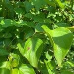 Cornus amomum Blatt