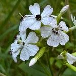 Saponaria officinalisFleur