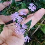 Elephantopus elatus Flower