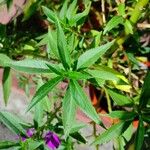 Impatiens balsamina Flor