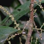 Alchornea latifolia 樹皮