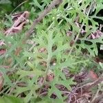 Tanacetum cinerariifolium Hoja