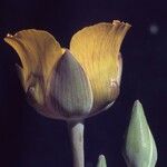 Calochortus clavatus Flower