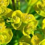 Euphorbia cyparissias Õis