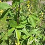 Laburnum anagyroides Blad