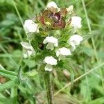 Prunella laciniata Flower