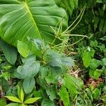 Peperomia striata Ліст