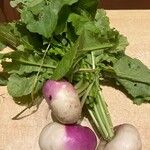 Raphanus sativusFruit