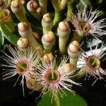 Syzygium multipetalum Фрукт