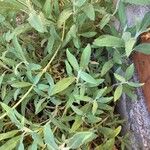 Salvia officinalis Deilen