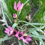 Tulipa humilisFlower