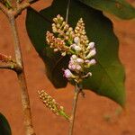 Julbernardia seretii Flor