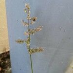 Polypogon viridis Blüte
