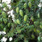 Tsuga canadensis Fruit