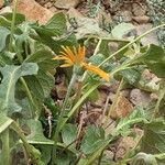 Gerbera jamesonii Habitus