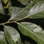 Nectandra membranacea Feuille