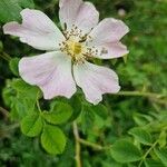 Rosa micrantha Flower
