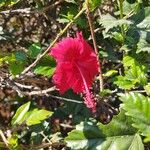 Hibiscus schizopetalus Flors