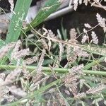Eragrostis minor Maua