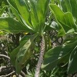 Heliotropium arboreum Leaf