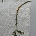 Agrimonia procera Virág