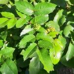 Berberis aquifolium Blatt